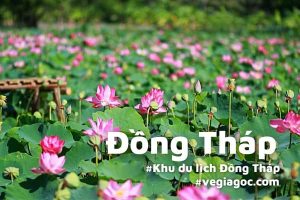 Thuê xe Cần Thơ Đi Đồng Tháp – Có tài xế, giá trọn gói